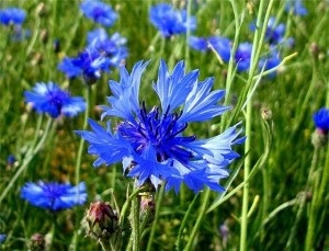 Flori anuale pentru paturi de flori modul de a alege și să crească (Ageratum mexican brahikoma iberisolistnaya) Flori anuale pentru paturi de flori modul de a alege și să crească