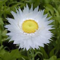 Flori anuale pentru paturi de flori modul de a alege și să crească (Ageratum mexican brahikoma iberisolistnaya) Flori anuale pentru paturi de flori modul de a alege și să crească