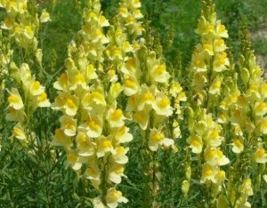 Flori anuale pentru paturi de flori modul de a alege și să crească (Ageratum mexican brahikoma) Flori anuale pentru paturi de flori modul de a alege și să crească