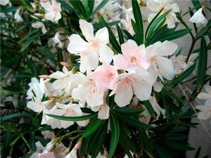 Oleander descriere flori, tipuri și fotografii, sfaturi privind îngrijirea și în creștere la domiciliu (specii) tipuri de flori Descriere Oleander și fotografii, sfaturi privind îngrijirea la domiciliu și de reproducție