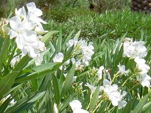 Tipuri Descriere Oleander de flori și fotografii, sfaturi privind îngrijirea și creșterea animalelor în casă (descriere) tipuri de flori Descriere Oleander și fotografii, sfaturi privind îngrijirea la domiciliu și de reproducție