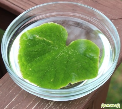 Experimente pentru copii (plante) Experimente pentru copii