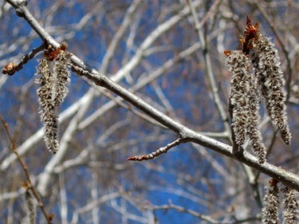 Aspen vulgaris, camera de depozitare lemn (normal) Aspen pin, cămară pădure