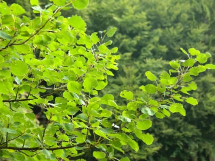 Aspen vulgaris, lemn cămară (Boots scârțâit scârțâit) Aspen pin, cămară pădure