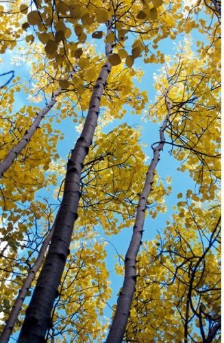 Aspen - perunitsa (lemn) Aspen - perunitsa