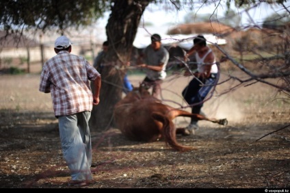 De la calul la kazi (vox populi) De la calul la Kazi