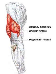 Oh, triceps (triceps) Oh, triceps