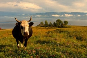 Lacul Baikal, fotografii Romania, descriere (România) Lacul Baikal, fotografii Romania, descriere