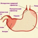 Pancreatita simptomelor pisici și tratament, cauze, dieta, teste de sânge, dieta, cum și ce (tratament) Pancreatita simptomelor pisici și tratament, cauze, dieta, teste de sânge, dieta, precum și ce
