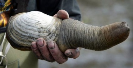 Generosa Panopea sau gigant geoduck scoică (Generosa) Generosa Panopea sau gigant geoduck scoică