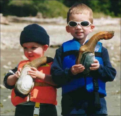 Generosa Panopea sau gigant geoduck scoică (Generosa) Generosa Panopea sau gigant geoduck scoică