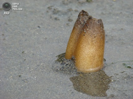 Generosa Panopea sau gigant geoduck scoică (geoduck) Generosa Panopea sau gigant geoduck scoică