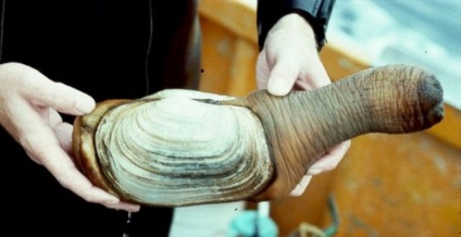 Generosa Panopea sau gigant geoduck scoică (geoduck) Generosa Panopea sau gigant geoduck scoică