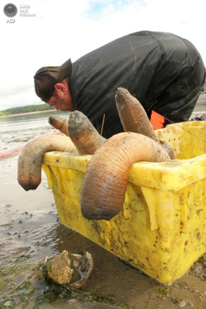 Generosa Panopea sau gigant geoduck scoică (Generosa) Generosa Panopea sau gigant geoduck scoică