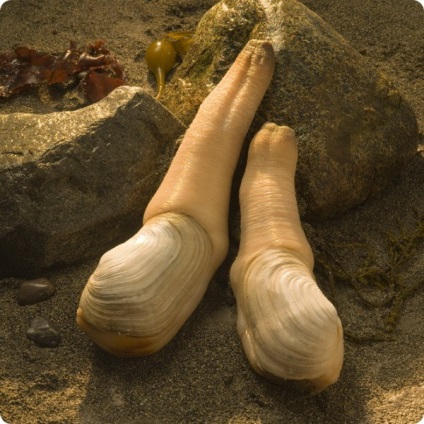 Generosa Panopea sau gigant geoduck scoică (scoică) Generosa Panopea sau gigant geoduck scoică