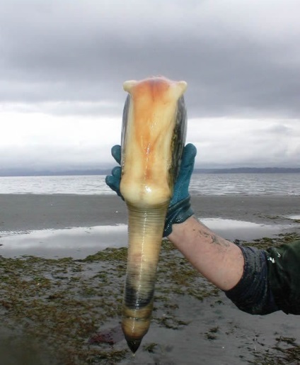 Generosa Panopea sau gigant geoduck scoică (geoduck) Generosa Panopea sau gigant geoduck scoică