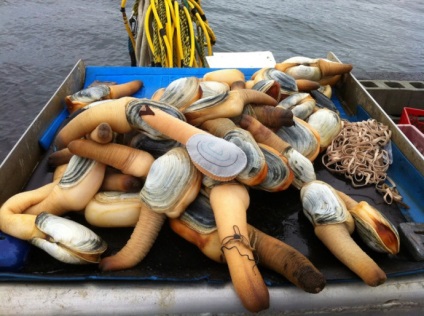 Generosa Panopea sau gigant geoduck scoică (scoică) Generosa Panopea sau gigant geoduck scoică