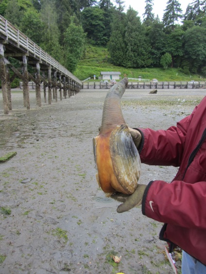 Generosa Panopea sau gigant geoduck scoică (geoduck) Generosa Panopea sau gigant geoduck scoică
