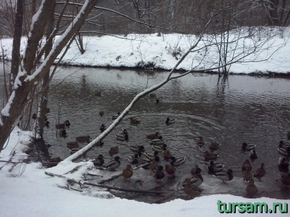 fotografii Park Pokrovskoie-Streshnevo, atractii, adresa, cum se ajunge la parc (Pokrovskiy Park Streshnevo adresa) fotografii Park Pokrovskoie-Streshnevo, atractii, adresa, cum se ajunge la parc