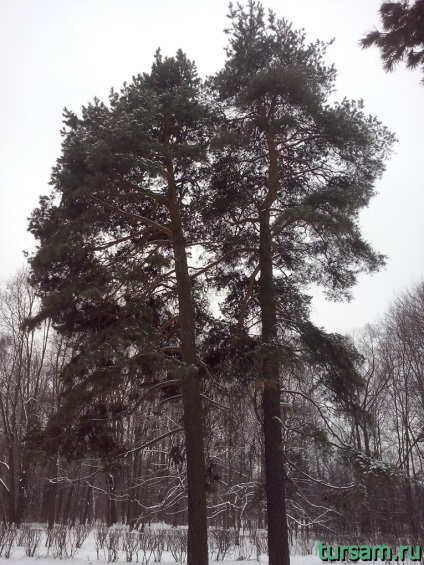 fotografii Park Pokrovskoie-Streshnevo, atractii, adresa, cum se ajunge la parc (Pokrovskiy Streshnevo parc de intrare) fotografii Park Pokrovskoie-Streshnevo, atractii, adresa, cum se ajunge la parc