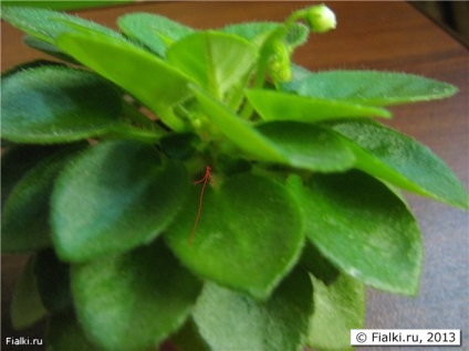 violete separate fiul vitreg, planta și cultiva, violete (Saintpaulia) (fiul vitreg) violete separate fiul vitreg, planta și cultiva, violete (Saintpaulia)