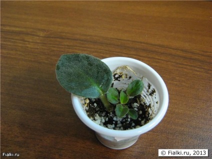 violete separate fiul vitreg, planta și cultiva, violete (Saintpaulia) (violet) violete separate fiul vitreg, planta și cultiva, violete (Saintpaulia)