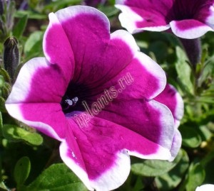 Grandiflora petunia (arbuști înflorire timpurie 25-30) grandiflora petunia