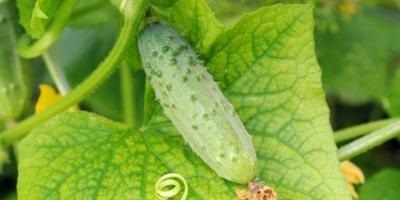 De ce hibrizi (castraveți) mor înainte de expert răspunde la soiurile (de ce) De ce hibrizi (castraveți) mor soiuri anterioare răspunsuri expert