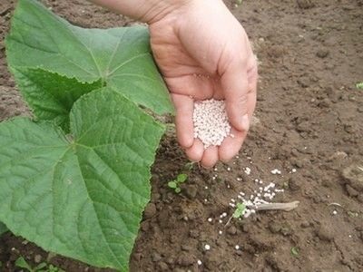 Dressing și îngrășăminte pentru culturile de legume - legume (top dressing îngrășăminte și top culturi de legume îngrășământ dressing) Pansamente și fertilizator pentru culturile de legume - legume