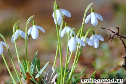 flori de ghiocel (cumpara ghiocei flori) floare ghiocel