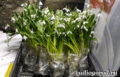 flori de ghiocel (ghiocel) floare ghiocel