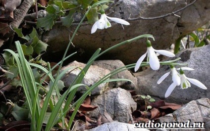 flori de ghiocel (ghiocel) floare ghiocel