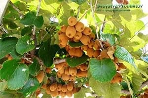Beneficiile fructelor kiwi (proprietățile benefice ale kiwi) Beneficiile fructelor kiwi