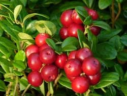 Berry Beneficii - o componenta importanta de alimente sănătoase (sănătoase) Berry Beneficii - o componentă importantă a produselor alimentare sănătoase