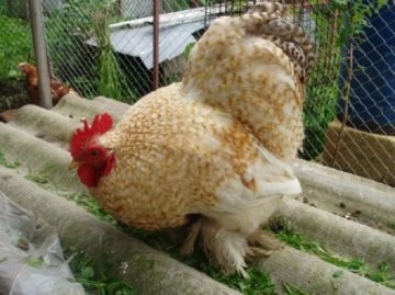 găini rasa pitic Kohinhina (rocă) pui rasa pitic Cochin China
