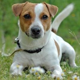 Istoria rasei Dog (piatra) Dog Istoria rasei