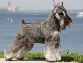 Câine rasa Istoria (câini) Dog Istoria rasei