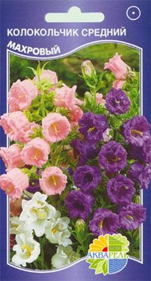 Plantare și îngrijire de flori buclate kampanuly și portenshlaga la domiciliu (de îngrijire) Plantare și îngrijire de flori buclate kampanuly și portenshlaga la domiciliu