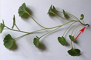 Plantare și îngrijire de flori buclate kampanuly și portenshlaga la domiciliu (kampanuly) Plantare și îngrijire de flori buclate kampanuly și portenshlaga la domiciliu
