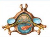 Cotorul structurii umane (schema), coloanei vertebrale și funcțiile (structura) Cotorul structurii umane (schema), coloanei vertebrale și funcțiile
