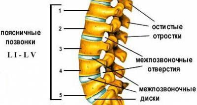 Cotorul structurii umane (schema), coloanei vertebrale și funcțiile (structura) Cotorul structurii umane (schema), coloanei vertebrale și funcțiile