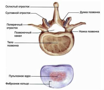 Cotorul structurii umane (schema), coloanei vertebrale și funcțiile