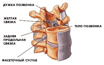 Cotorul structurii umane (schema), coloanei vertebrale și funcțiile (spinării) Cotorul structurii umane (schema), coloanei vertebrale și funcțiile