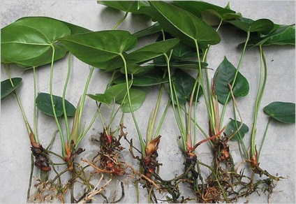 Ingrijirea corecta a anthurium, de sfaturi (flori „fericire de sex masculin“) Ingrijirea adecvata a anthurium, de sfaturi