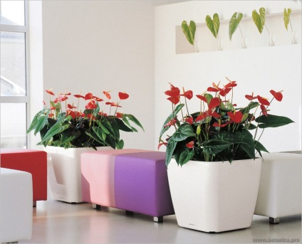Ingrijirea corecta a anthurium, schimb de sfaturi (dreapta) Ingrijirea adecvata a anthurium, de sfaturi