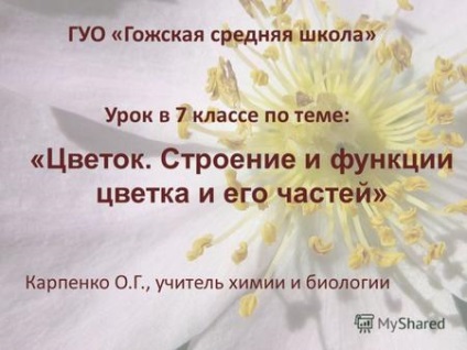 Prezentări pe tema - o floare ( „floare structura funcției de flori) Prezentări pe tema - flori