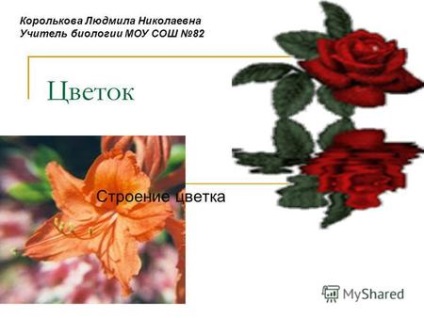Prezentări pe tema - o floare ( „floare structura funcției de flori) Prezentări pe tema - flori