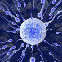 Semne de fertilizare (ou) Semne de fertilizare