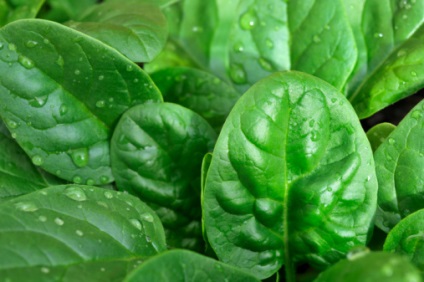 produse alimentare, prelungirea și conservarea de tineret este competent pentru sănătate pe ilive (tineri) produse alimentare, prelungirea și conservarea de tineret este competent pentru sanatate pe ilive