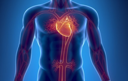 în produsele insuficienta cardiaca principiile dietei (inima) Produse din principiile de dieta insuficienta cardiaca